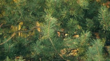 Yeşil Çamın dalları ile çam ağacı. Çam ağacı iğne yaprakları. Portre