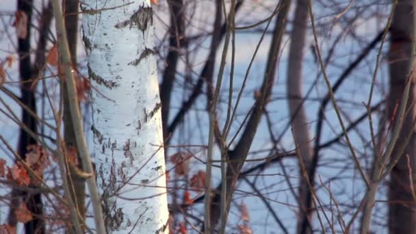 Berken boom in de winter. Stam van boom van de berk. Droge bladeren op berken takken — Stockvideo