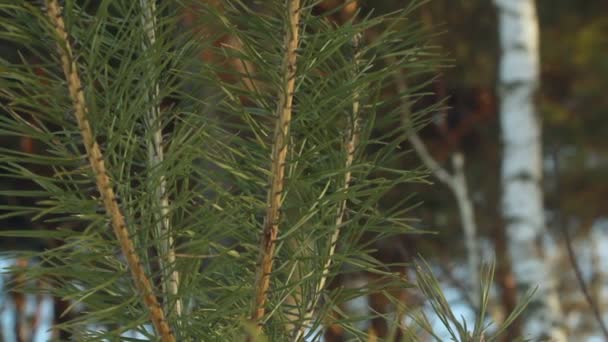 Dennennaalden. Close-up. Pijnboom. Jonge pine needle tak en oude pijnboom — Stockvideo