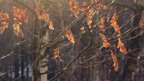 Trockenes Laub am Baum im Herbstwald. wenige Blätter am Baum. Herbsteiche — Stockvideo