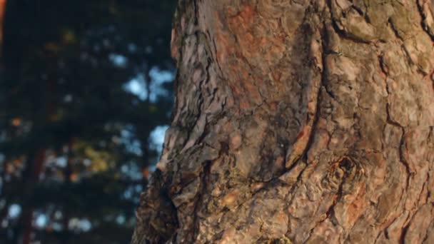 Pine tree trunk. Pine tree bark. Closeup. Pine tree in spring forest. Macro — Stock Video