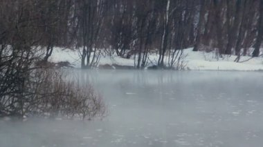 Kışın orman nehir. Soğuk hava. Kar riverbank kaplı. Sis Nehri üzerinde