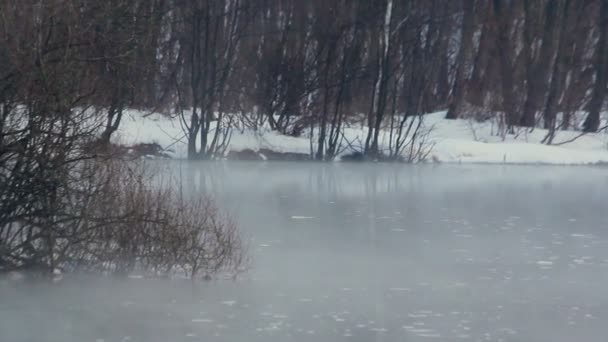 Fiume della foresta in inverno. Tempo freddo. Fiume innevato. Nebbia sul fiume — Video Stock