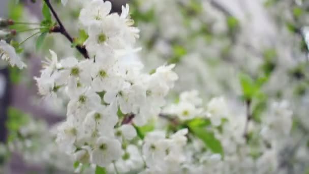 Kiraz çiçek açması ağaç. Kiraz çiçek ağaç üzerinde. Rüzgar kiraz çiçeği sways — Stok video