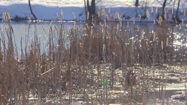 Сухий очерет на зимовому озері. Рясні на сонячному світлі. Відбиття сонячного світла в зимовому озері — стокове відео