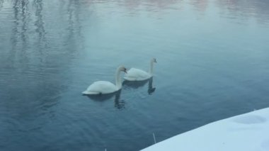 Bir kaç beyaz kuğular suda yüzme. Sis soğuk Nehri üzerinde