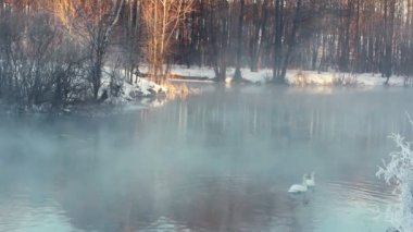 Kış manzarası. Kış orman puslu nehirde. Yüzme kuşlar, beyaz kuğu