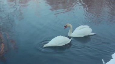 .Kuğu dalışı. Su kuşları kuşların dalış. Beyaz kuğular gölde Yüzme
