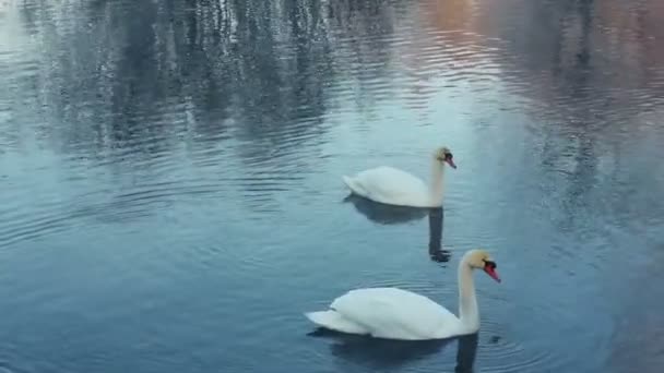 Pájaros nadadores en el río. Pluma de limpieza de cisne. Cisnes blancos nadando en el lago — Vídeo de stock