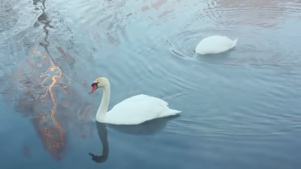 Белые лебеди на воде. Пара птиц. Зимний пейзаж. Заснеженный берег реки — стоковое видео