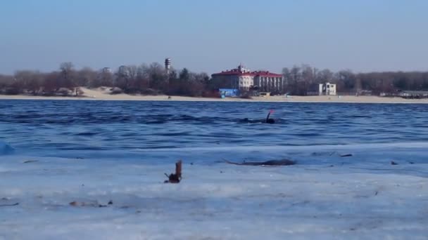 Mergulho de inverno. Mergulhador de rio em roupa de mergulho nadar na água. Mergulhador no rio de inverno — Vídeo de Stock