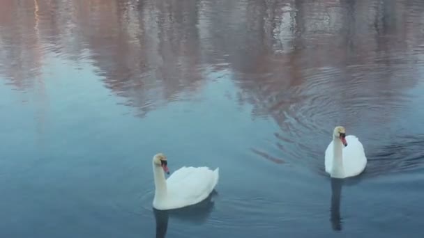 Zwanen duik en reinigt veer. Zwemmen vogels in de winter meer duiken — Stockvideo