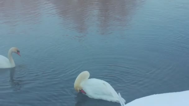 Зимой птицы очищают перо на лесном озере. Зимний пейзаж — стоковое видео