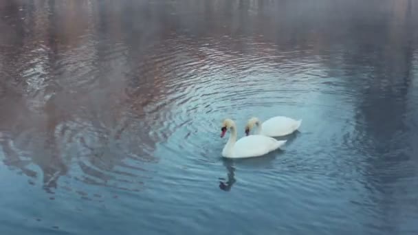 새 커플입니다. 백색 백조 강에 수영. 겨울 감기 강에 안개 — 비디오