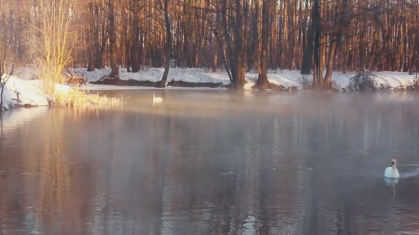 Winterlandschap. Mist over forest lake, witte zwanen en winter bos — Stockvideo