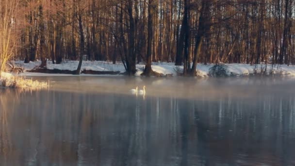 Fluss im Winterwald. Vögel schwimmen auf dem Wasser. Nebel über dem Winterfluss — Stockvideo