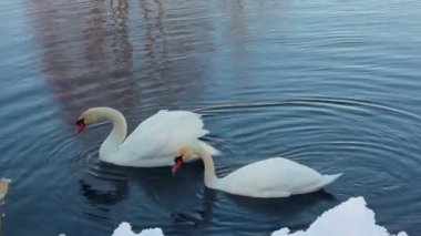 Karla kaplı nehir kıyısı yakınında iki beyaz kuğu. Kuğu kaç kış Gölü içinde