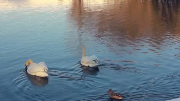 White swans in sunlight. Swans and ducks swimming in lake. Swan on blue water — Stock Video