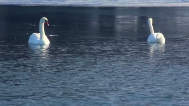 Cygnes blancs nageant sur un lac gelé. Oiseaux sur l'eau bleue près de la glace — Video