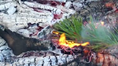 Çam dalı içinde kamp ateşi yak. Portre. Yaprak dökmeyen ağaç dalı içinde ateş yakar