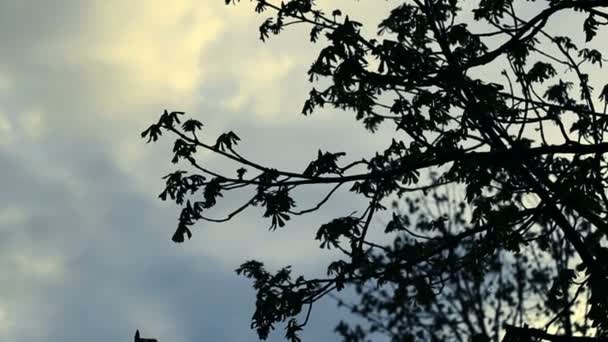 Silueta de rama de árbol sobre fondo de cielo. Cielo azul y nubes blancas — Vídeo de stock