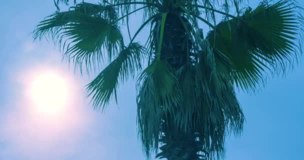 Palm tree in evening. Timelapse of tropical palm tree at sunset. Tropical beach — Stock Video