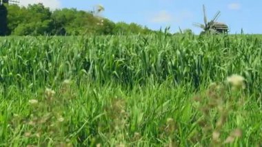 Yaz alanında tarihi yel değirmeni manzara yeşil ağaçlar.