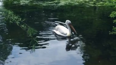 Yalnız Pelikan zooloji Parkı denizinde yüzerim. Hayvanat Bahçesi kuş ve su yansıma