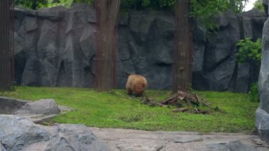Boz ayı Hayvanat Bahçesi duvarları arkasında. Zooloji Parkı çalıştıran büyük ursus arctos