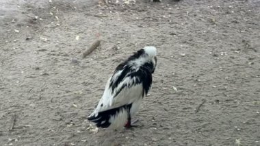 Onun kanatları ve zooloji Parkı tüyler siyah ve beyaz yaban ördeği temizler