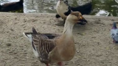 Güvercinler, tavuk, çevrili Hayvanat Bahçesi gölet yakınındaki yürüyüş boz kaz ördek