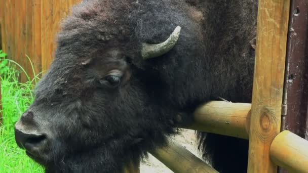 Bisonte grande de mamíferos marrones con cuernos en el zoológico detrás de vallas. Animales salvajes . — Vídeos de Stock
