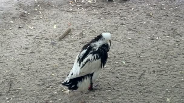 Black and white wild duck cleans its wings and feathers in zoological park — Stock Video