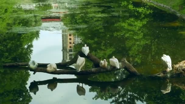 Pélicans blancs assis sur un arbre tombé au milieu du lac au parc zoologique — Video