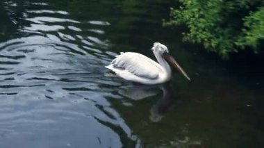 Beyaz Pelikan hızlı Yüzme zooloji Parkı Gölü kıyısında için.