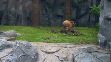 Hayvanat Bahçesi büyük kuş kafesi içinde ayı. Yeşil çimenlerin üzerinde boz ayı. Güçlü ursus arctos