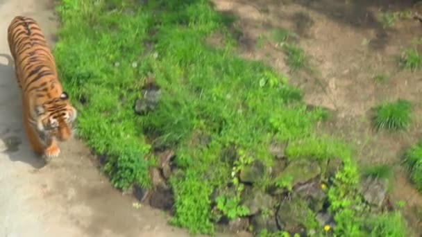 Tiger im Zoo. Sibirischer Tiger beim Spaziergang im Zoo. Blick von oben auf wilde Tiger im Gras — Stockvideo