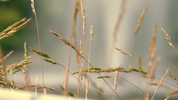 Trockenes Gras auf der Herbstwiese. Pelziges Stachelgras im Morgenlicht — Stockvideo