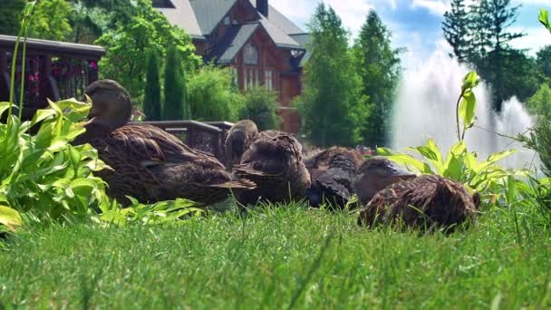 Patos família na grama no parque natural. Pato selvagem sentado na grama verde — Vídeo de Stock