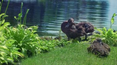 Ördekler yeşil çim Gölü bankada. Yaban ördeği yeşil çim oturan