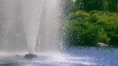 Park çeşme. Su çeşme ve ağır çekimde bahçede yeşil çalılar