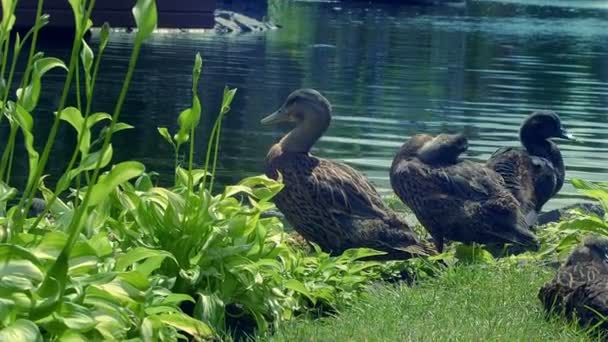 Ducks on lake bank. Wild duck preening its feathers. Closeup of birds family — Stock Video