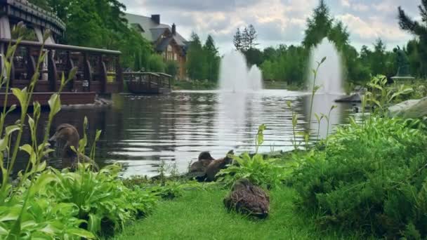 Aménagement paysager du parc CITY. Famille canard sur le lac avec fontaines d'eau — Video