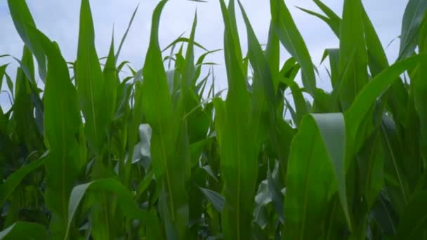 Wind generators on corn field. Closeup of wind turbine rotating on farm field — Stock Video