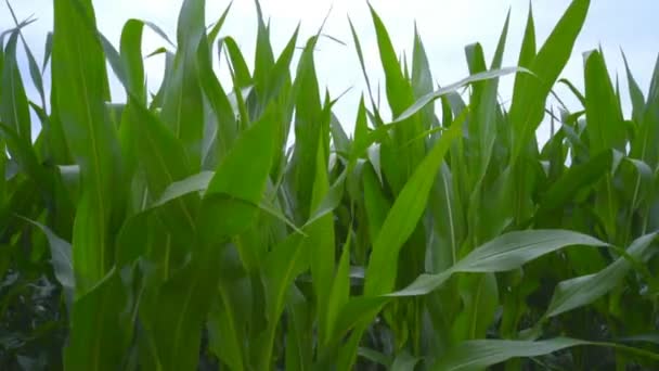 Campo verde de maíz. Hojas de maíz en el campo. Primer plano del campo de maíz — Vídeo de stock