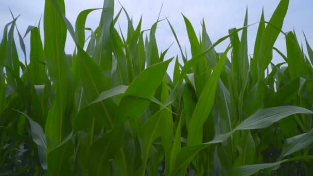 Generador de viento en el campo de maíz. Panorámica de hojas verdes a generador de viento — Vídeos de Stock