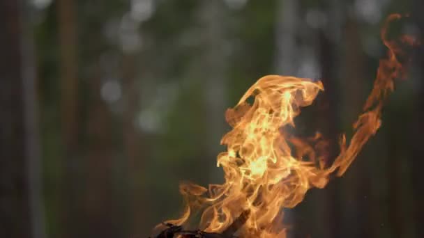 Fechar em chamas vívidas movendo-se sobre fogueira na floresta de verão. — Vídeo de Stock