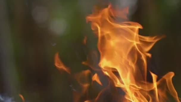 Fuego agresivo haciendo remolino sobre la línea en el bosque. Punto de adelantamiento de llama — Vídeo de stock