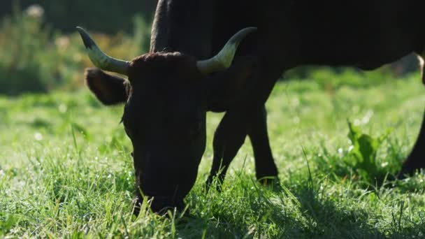 Schwarze Kuh würgt grünes Gras im Gebirgstal. Tierfresser auf der Weide. — Stockvideo