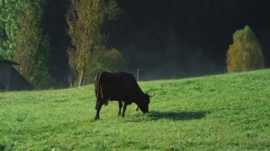 Kara inek dağ çayırında yemek yiyor. Yazın yamaçta duran inek.